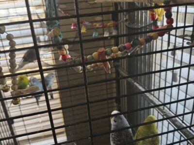 Rehoming Budgies