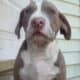 Pitbull pups/10 weeks/Thornton
