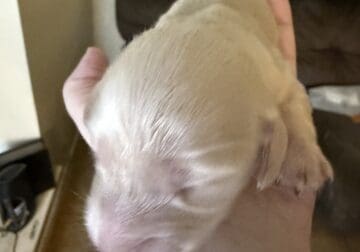 AKC long hair cream