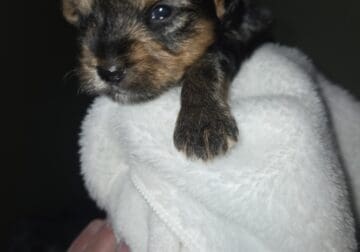 Yorkie puppies