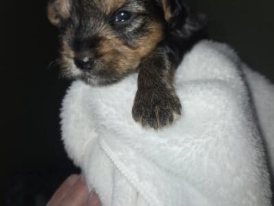Yorkie puppies