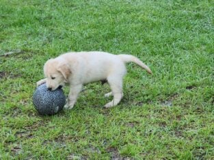 AKC – English Cream Golden Retriever Puppies