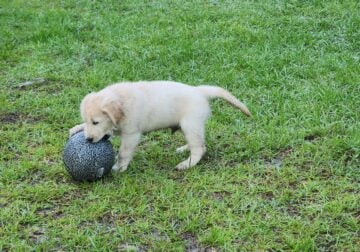 AKC – English Cream Golden Retriever Puppies