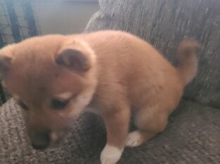 Shiba Inu