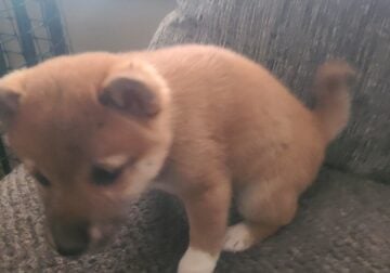 Shiba Inu