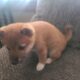 Shiba Inu