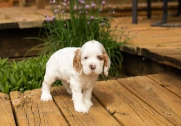 AKC Cocker Spaniel male puppy Indiana (Bentley)