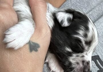 Australian Shepard #10