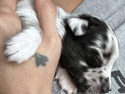 Australian Shepard #10