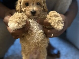 Poochon puppies