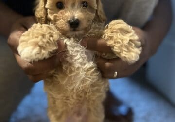 Poochon puppies