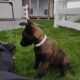 Belgian Malanois puppies