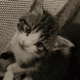 Kittens 4 Free Need Loving Home(s)