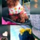 Cockapoo Puppies 🐶 😍