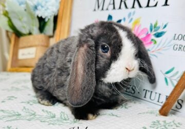 Purebred Mini Plush Lops