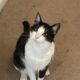 Shadow is in need of a new Home