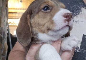 Male beagle pup