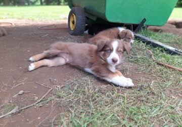 Australian Shepherd/boarder collie puppies
