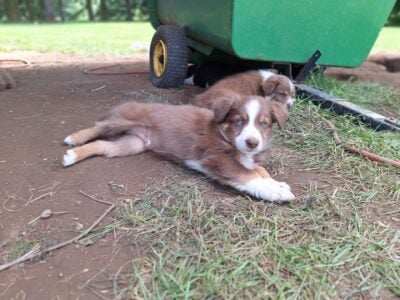 Australian Shepherd/boarder collie puppies