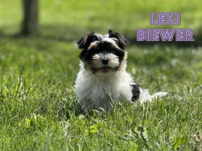 Lexi Female Biewer