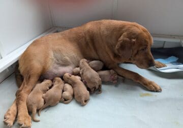 Akc Fox red Labrador Retriever puppies