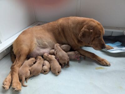 Akc Fox red Labrador Retriever puppies