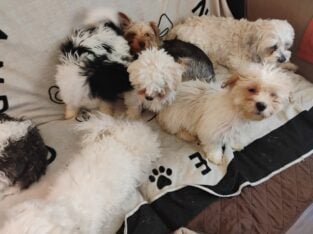 BICHON FRISE/SHIH TZU