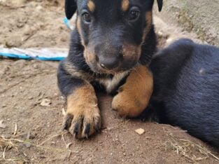 Simon