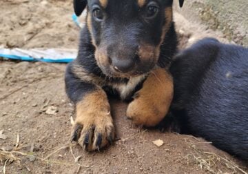 Simon