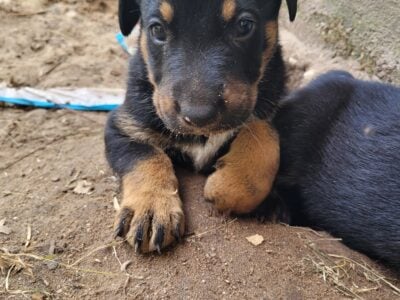 Simon