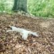 White Female Siberian Husky Puppy