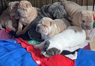 Miniature Shar Pei puppies