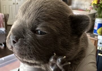 French Bulldogs for Sale