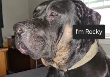 Rehoming for Rocky
