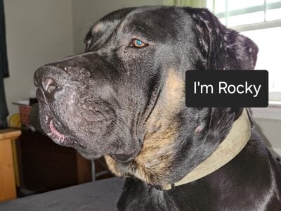 Rehoming for Rocky