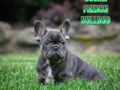 Oscar Male French Bulldog