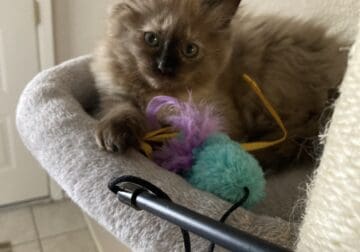 Ragdoll Kittens