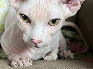 Female Bambino