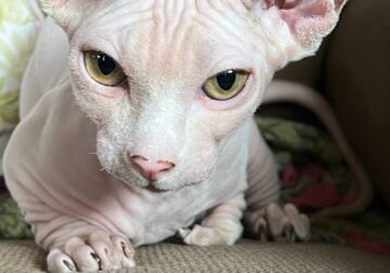 Female Bambino