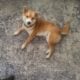Shiba Inu