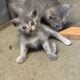3 kittens up for adoption