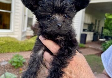 Yorkie Poo Pups