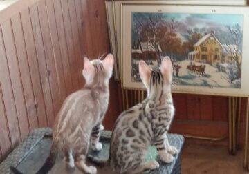 Bengal Kittens