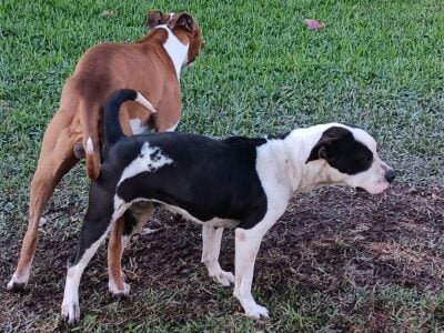 3/4 pit bull and 1/4 boxer puppies