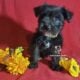 Miniature Schnauzer Girl Puppy
