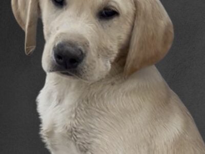 AKC Labrador pups bourn April 9 Black-Whit  ...