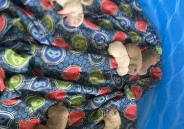 American bully pups for sale starting @ 2k