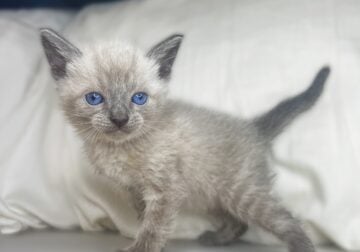 Siamese Kittens