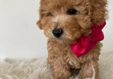 Precious 🎀