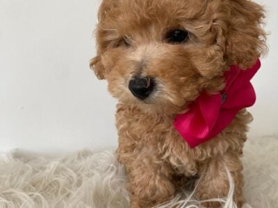 Precious 🎀